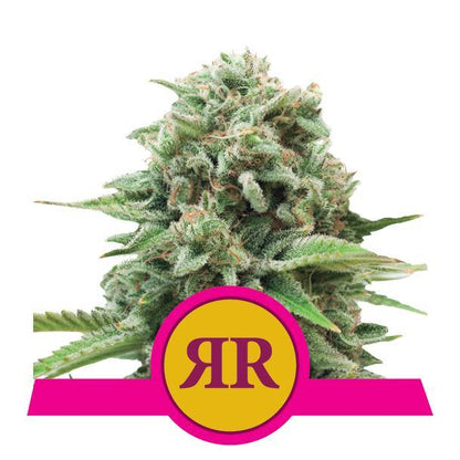 Aeroponica, Autocoltivazione, Brands_Royal Queen Seeds, Coltivazione, FEMMINIZZATI, Idroponica, Indoor, Outdoor, Royal Runtz, Semi, Semi da collezione, THC, Tipo_Femminizzati - doisgrowshop.it