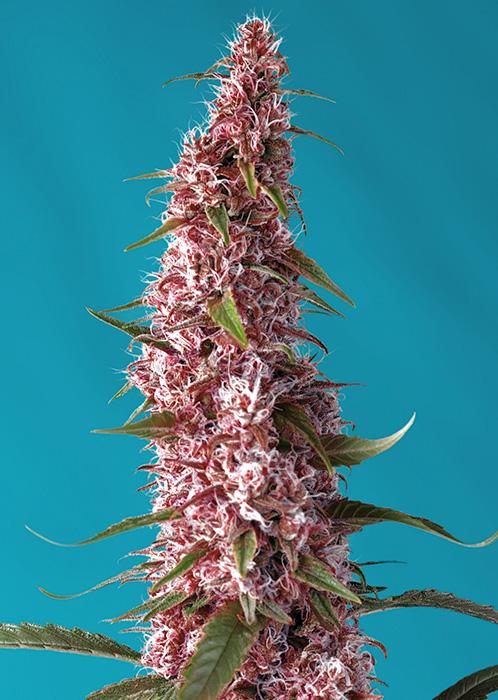 Sweet Seeds Red Pure Auto CBD® Offerta