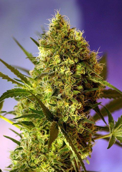 Aeroponica, AUTOFIORENTI, Big Devil #2 Auto, Brands_Sweet Seeds, CBD, Coltivazione, Idroponica, Indoor, Outdoor, Semi, Semi da collezione, THC, Tipo_Auto Fiorenti - doisgrowshop.it