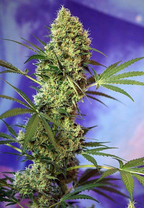 Aeroponica, AUTOFIORENTI, Brands_Sweet Seeds, CBD, Coltivazione, Idroponica, Indoor, Outdoor, Semi, Semi da collezione, THC, Tipo_Auto Fiorenti - doisgrowshop.it