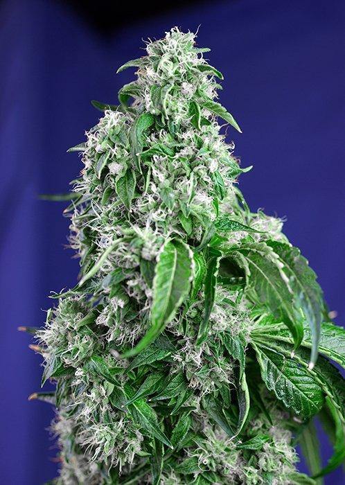 Aeroponica, Big Devil F1, Brands_Sweet Seeds, CBD, Coltivazione, FEMMINIZZATI, fotodipendenti, Idroponica, Indoor, Outdoor, Semi, Semi da collezione, THC - doisgrowshop.it