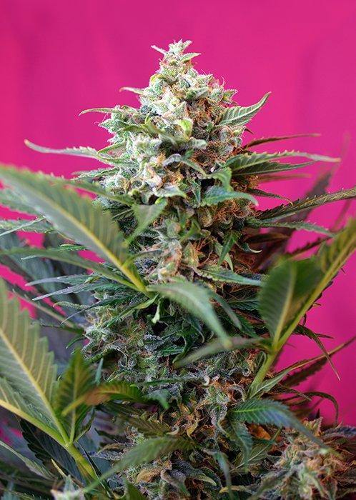 Aeroponica, AUTOFIORENTI, Big Devil XL Auto, Brands_Sweet Seeds, CBD, Coltivazione, Idroponica, Indoor, Outdoor, Semi, Semi da collezione, THC, Tipo_Auto Fiorenti - doisgrowshop.it