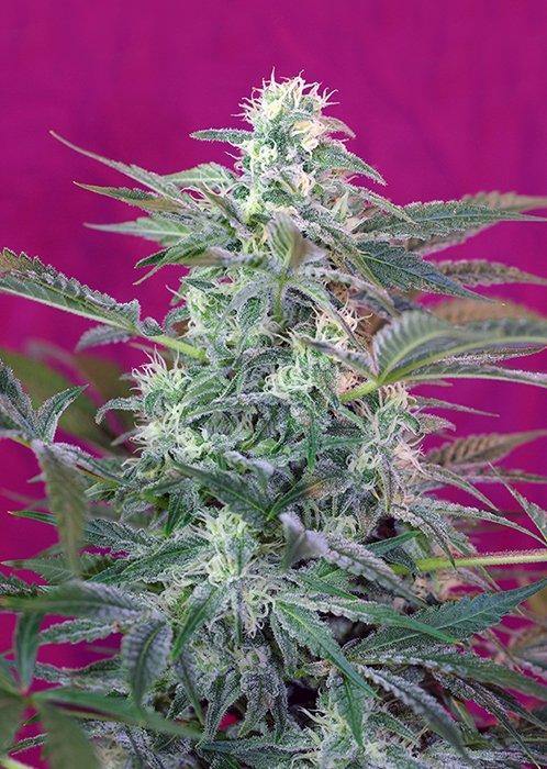 Aeroponica, Big Foot, Brands_Sweet Seeds, CBD, Coltivazione, FEMMINIZZATI, fotodipendenti, Idroponica, Indoor, Outdoor, Semi, Semi da collezione, THC - doisgrowshop.it