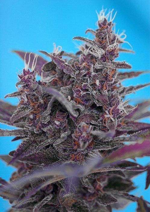 Aeroponica, AUTOFIORENTI, Black Cream Auto, Brands_Sweet Seeds, CBD, Coltivazione, Idroponica, Indoor, Outdoor, Semi, Semi da collezione, THC, Tipo_Auto Fiorenti - doisgrowshop.it