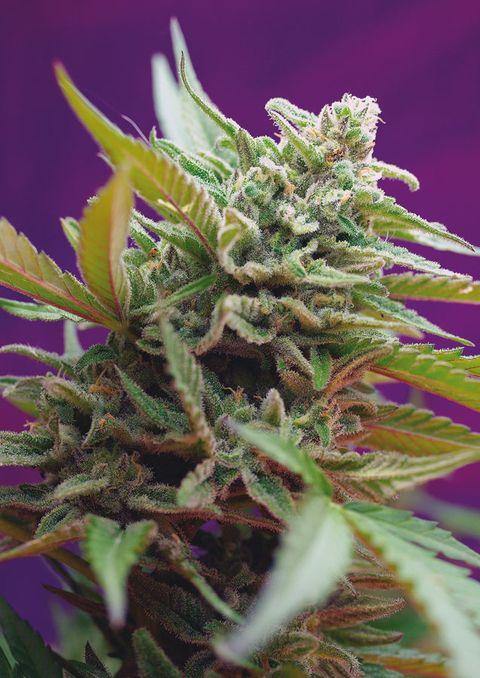 Aeroponica, AUTOFIORENTI, Black Jack Auto, Brands_Sweet Seeds, CBD, Coltivazione, Idroponica, Indoor, Outdoor, Semi, Semi da collezione, THC, Tipo_Auto Fiorenti - doisgrowshop.it