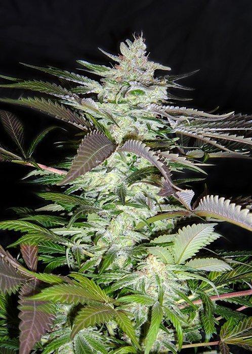 Aeroponica, Black Jack, Brands_Sweet Seeds, CBD, Coltivazione, FEMMINIZZATI, fotodipendenti, Idroponica, Indoor, Outdoor, Semi, Semi da collezione, THC - doisgrowshop.it