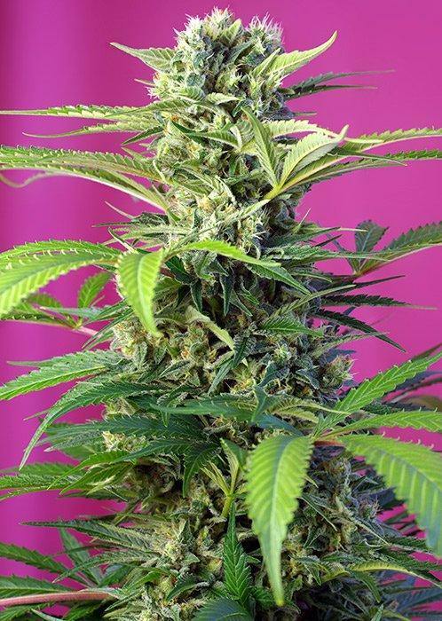 Aeroponica, Brands_Sweet Seeds, cbd, Chem Beyond Diesel CBD, Coltivazione, FEMMINIZZATI, Idroponica, Indoor, Outdoor, Semi, Semi da collezione, THC, Tipo_CBD - doisgrowshop.it