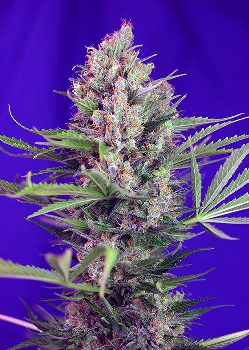 Aeroponica, Brands_Sweet Seeds, cbd, Coltivazione, Cream Mandarine F1, FEMMINIZZATI, fotodipendenti, Idroponica, Indoor, Outdoor, Semi, Semi da collezione, THC, Tipo_Femminizzati - doisgrowshop.it