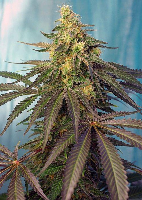 Aeroponica, Brands_Sweet Seeds, cbd, Coltivazione, Cream Caramel CBD, FEMMINIZZATI, Idroponica, Indoor, Outdoor, Semi, Semi da collezione, THC, Tipo_CBD - doisgrowshop.it