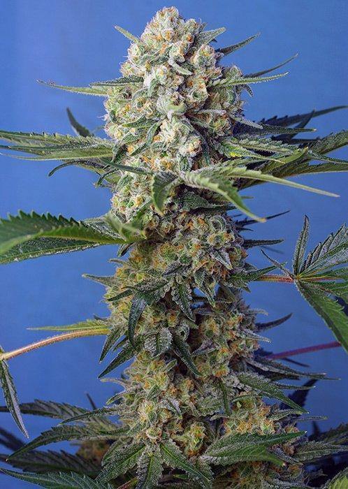 Aeroponica, Brands_Sweet Seeds, cbd, Coltivazione, Crystal Candy F1, FEMMINIZZATI, Idroponica, Indoor, Outdoor, Semi, Semi da collezione, THC, Tipo_Femminizzati - doisgrowshop.it