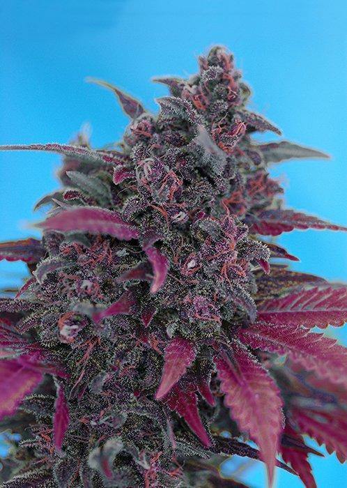 Aeroponica, AUTOFIORENTI, Brands_Sweet Seeds, cbd, Coltivazione, Dark Devil Auto, Idroponica, Indoor, Outdoor, Semi, Semi da collezione, THC, Tipo_Auto Fiorenti - doisgrowshop.it