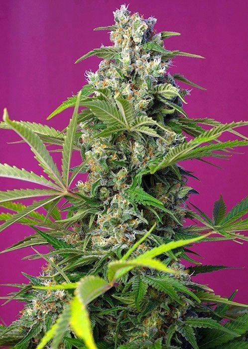 Aeroponica, Brands_Sweet Seeds, cbd, Coltivazione, FEMMINIZZATI, Gorilla Girl, Idroponica, Indoor, Outdoor, Semi, Semi da collezione, THC, Tipo_Femminizzati - doisgrowshop.it