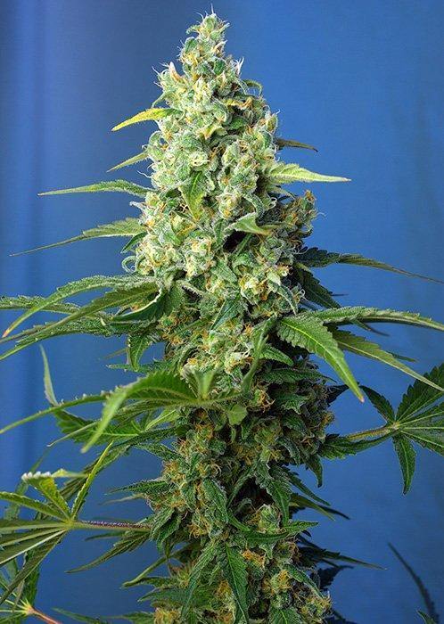 Aeroponica, Brands_Sweet Seeds, cbd, Coltivazione, FEMMINIZZATI, Honey Peach Auto CBD, Idroponica, Indoor, Outdoor, Semi, Semi da collezione, THC, Tipo_CBD - doisgrowshop.it