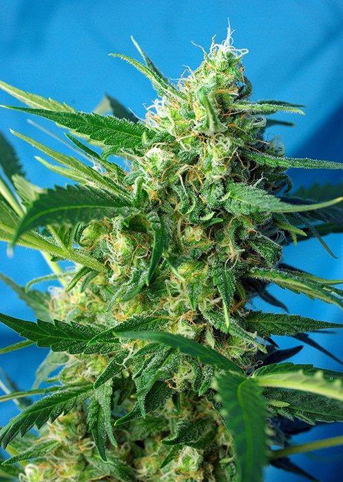 Aeroponica, AUTOFIORENTI, Brands_Sweet Seeds, cbd, Coltivazione, Ice Cool Auto, Idroponica, Indoor, Outdoor, Semi, Semi da collezione, THC, Tipo_Auto Fiorenti - doisgrowshop.it