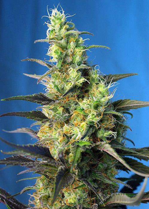 Aeroponica, Brands_Sweet Seeds, cbd, Coltivazione, FEMMINIZZATI, Ice Cool CBD, Idroponica, Indoor, Outdoor, Semi, Semi da collezione, THC, Tipo_CBD - doisgrowshop.it