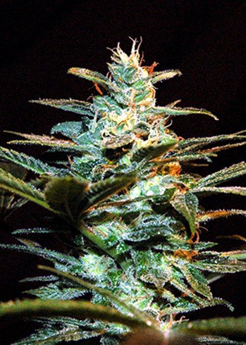 Aeroponica, Brands_Sweet Seeds, cbd, Coltivazione, FEMMINIZZATI, fotodipendenti, Ice Cool, Idroponica, Indoor, Outdoor, Semi, Semi da collezione, THC, Tipo_Femminizzati - doisgrowshop.it