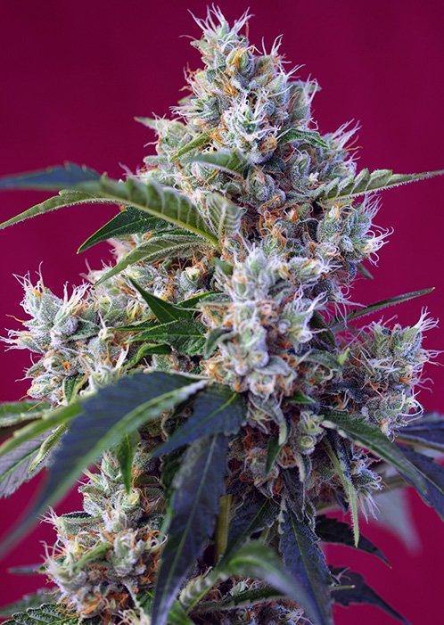 Aeroponica, Brands_Sweet Seeds, cbd, Coltivazione, FEMMINIZZATI, fotodipendenti, Idroponica, Indigo Berry Kush, Indoor, Outdoor, Semi, Semi da collezione, THC, Tipo_Femminizzati - doisgrowshop.it