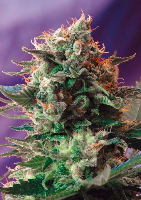 Aeroponica, AUTOFIORENTI, Brands_Sweet Seeds, cbd, Coltivazione, Idroponica, Indoor, Jack 47 Auto, Outdoor, Semi, Semi da collezione, THC, Tipo_Auto Fiorenti - doisgrowshop.it