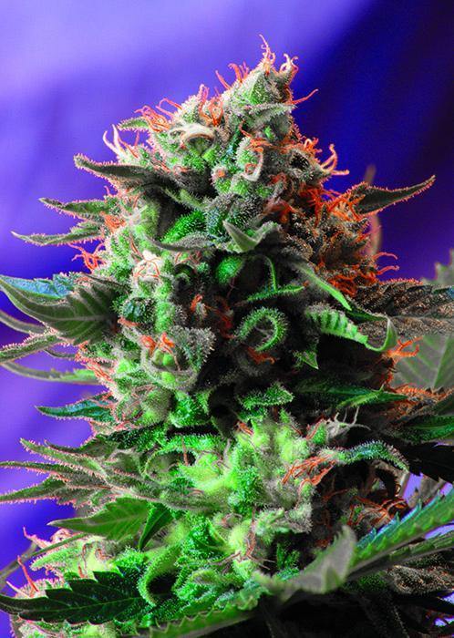 Aeroponica, Brands_Sweet Seeds, cbd, Coltivazione, FEMMINIZZATI, fotodipendenti, Idroponica, Indoor, Jack 47 F1, Offerta, Outdoor, Semi, Semi da collezione, THC, Tipo_Femminizzati - doisgrowshop.it