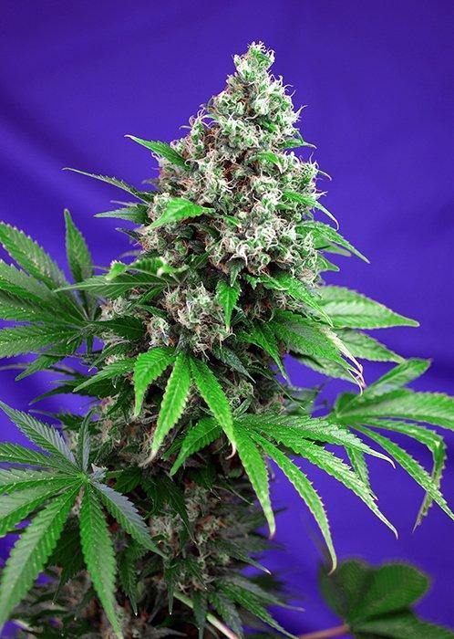 Aeroponica, Brands_Sweet Seeds, cbd, Coltivazione, FEMMINIZZATI, fotodipendenti, Idroponica, Indoor, Killer Kush F1, Outdoor, Semi, Semi da collezione, THC, Tipo_Femminizzati - doisgrowshop.it