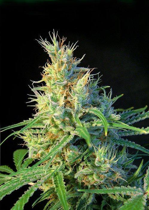 Aeroponica, Brands_Sweet Seeds, cbd, Coltivazione, FEMMINIZZATI, fotodipendenti, Idroponica, Indoor, Outdoor, Psicodelicia, Semi, Semi da collezione, THC, Tipo_Femminizzati - doisgrowshop.it