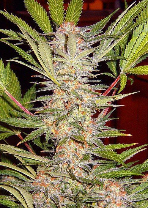 Aeroponica, Brands_Sweet Seeds, cbd, Coltivazione, FEMMINIZZATI, fotodipendenti, Idroponica, Indoor, Outdoor, S.A.D. Sweet Afgani Delicious F1, Semi, Semi da collezione, THC, Tipo_Femminizzati - doisgrowshop.it