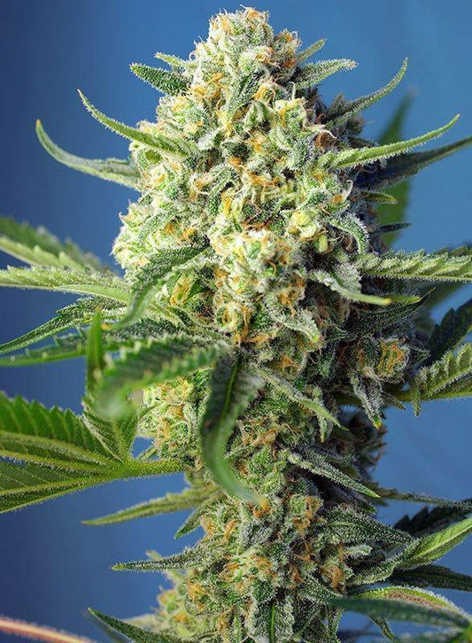 Aeroponica, AUTOFIORENTI, Brands_Sweet Seeds, Coltivazione, Idroponica, Indoor, Outdoor, Semi, Semi da collezione, Sweet Skunk Auto, THC, Tipo_Auto Fiorenti - doisgrowshop.it