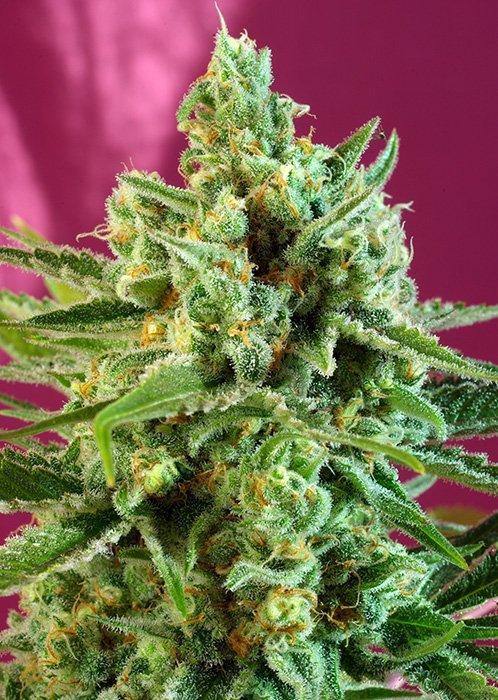 Aeroponica, Brands_Sweet Seeds, cbd, Coltivazione, FEMMINIZZATI, Idroponica, Indoor, Offerta, Outdoor, S.A.D. Sweet Afgani Delicious CBD, Semi, Semi da collezione, THC, Tipo_CBD - doisgrowshop.it