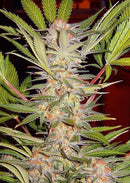 Aeroponica, Brands_Sweet Seeds, cbd, Coltivazione, FEMMINIZZATI, fotodipendenti, Idroponica, Indoor, Outdoor, S, S.A.D. Sweet Afgani Delicious S1, Semi, Semi da collezione, THC, Tipo_Femminizzati - doisgrowshop.it