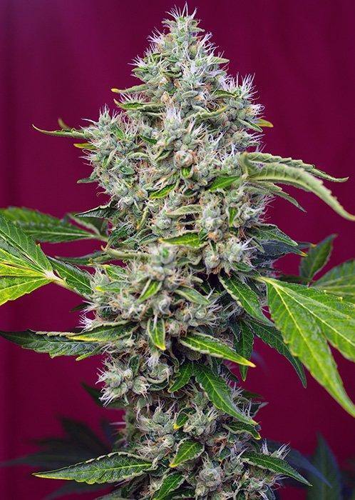 Aeroponica, Brands_Sweet Seeds, cbd, Coltivazione, FEMMINIZZATI, fotodipendenti, Idroponica, Indoor, Outdoor, San Fernando Lemon Kush, Semi, Semi da collezione, THC, Tipo_Femminizzati - doisgrowshop.it