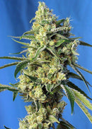 Aeroponica, Brands_Sweet Seeds, cbd, Coltivazione, FEMMINIZZATI, Idroponica, Indoor, Outdoor, Semi, Semi da collezione, Sweet Amnesia Haze, THC, Tipo_Femminizzati - doisgrowshop.it