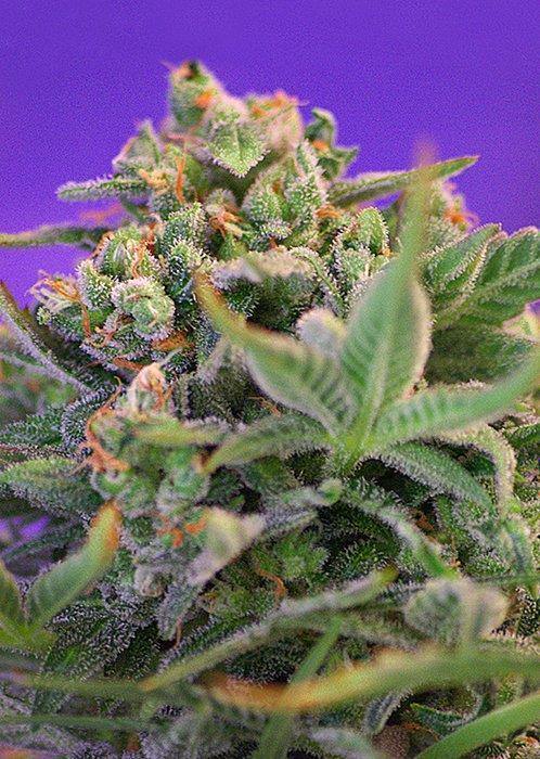 Aeroponica, Brands_Sweet Seeds, cbd, Coltivazione, FEMMINIZZATI, fotodipendenti, Idroponica, Indoor, Outdoor, Semi, Semi da collezione, Sweet Cheese F1, THC, Tipo_Femminizzati - doisgrowshop.it