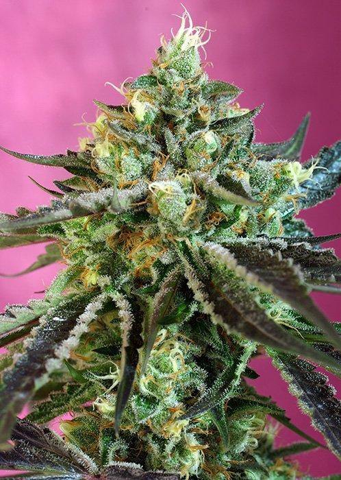 Aeroponica, Brands_Sweet Seeds, cbd, Coltivazione, FEMMINIZZATI, Idroponica, Indoor, Outdoor, Semi, Semi da collezione, Sweet Nurse Auto CBD, THC, Tipo_CBD - doisgrowshop.it