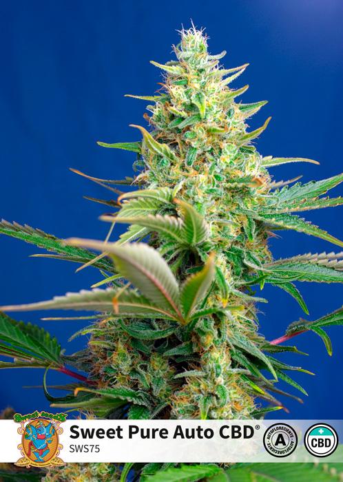 Sweet Seeds Sweet Pure Auto CBD® Offerta