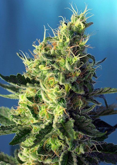 Aeroponica, Brands_Sweet Seeds, cbd, Coltivazione, FEMMINIZZATI, Idroponica, Indoor, Outdoor, Semi, Semi da collezione, Sweet Pure CBD, THC, Tipo_CBD - doisgrowshop.it