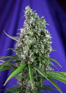 Aeroponica, AUTOFIORENTI, Brands_Sweet Seeds, Coltivazione, Idroponica, Indoor, Outdoor, Semi, Semi da collezione, Sweet Trainwreck Auto, THC, Tipo_Auto Fiorenti - doisgrowshop.it