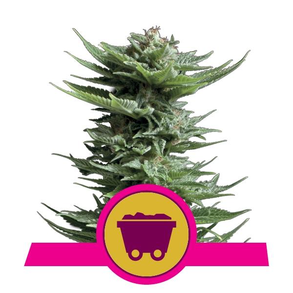 Royal Queen Seeds Shining Silver Haze