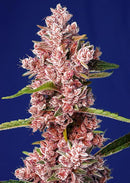Sweet Seeds Tropicanna Poison F1 Fast Version®
