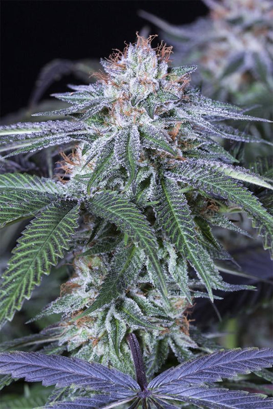 Aeroponica, Autocoltivazione, Brands_Humboldt Seeds, CBD, Coltivazione, FEMMINIZZATI, Idroponica, Indoor, Outdoor, Semi, Semi da collezione, THC, Tipo_Femminizzati - doisgrowshop.it