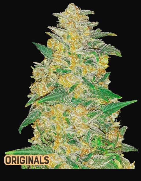 Aeroponica, AK Auto, AUTOFIORENTI, Automatiche, Brands_Fast Buds, Coltivazione, FEMMINIZZATI, Idroponica, Indoor, Outdoor, Semi, Semi da collezione, THC, Tipo_Auto Fiorenti - doisgrowshop.it