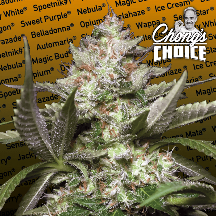 Aeroponica, Auto Kong, AUTOFIORENTI, Automatiche, Brands_Paradise Seeds, Coltivazione, FEMMINIZZATI, Idroponica, Indoor, Outdoor, Semi, Semi da collezione, THC, Tipo_Auto Fiorenti - doisgrowshop.it