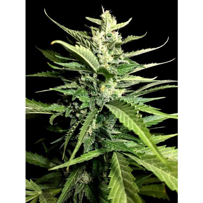 Aeroponica, Auto Kong, AUTOFIORENTI, Automatiche, Brands_Paradise Seeds, Coltivazione, FEMMINIZZATI, Idroponica, Indoor, Outdoor, Semi, Semi da collezione, THC, Tipo_Auto Fiorenti - doisgrowshop.it