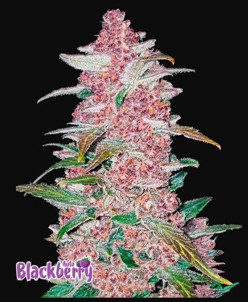 Aeroponica, AUTOFIORENTI, Automatiche, Balckberry Auto, Brands_Fast Buds, Coltivazione, FEMMINIZZATI, Idroponica, Indoor, Outdoor, Semi, Semi da collezione, THC, Tipo_Auto Fiorenti - doisgrowshop.it