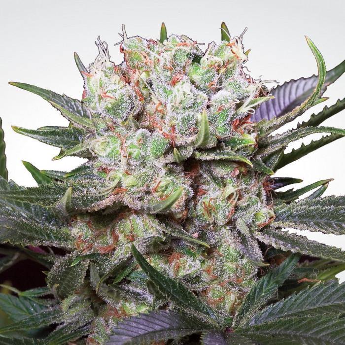 Aeroponica, Brands_Paradise Seeds, Californian Gold, Coltivazione, FEMMINIZZATI, Idroponica, Indoor, Outdoor, Semi, Semi da collezione, THC, Tipo_Femminizzati - doisgrowshop.it