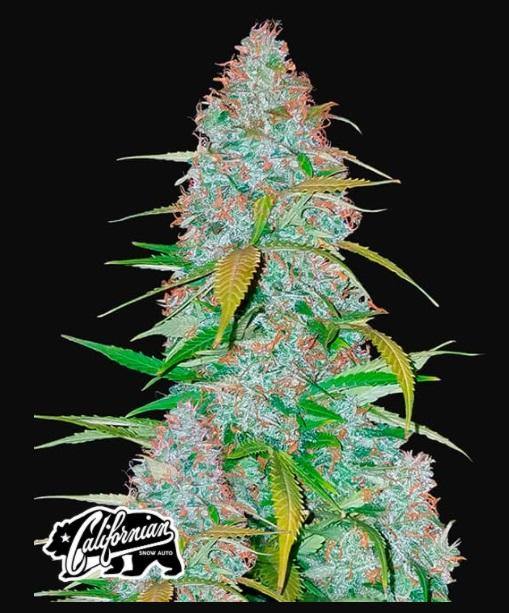 Aeroponica, AUTOFIORENTI, Automatiche, Brands_Fast Buds, Californian Snow Auto, Coltivazione, FEMMINIZZATI, Idroponica, Indoor, Outdoor, Semi, Semi da collezione, THC, Tipo_Auto Fiorenti - doisgrowshop.it