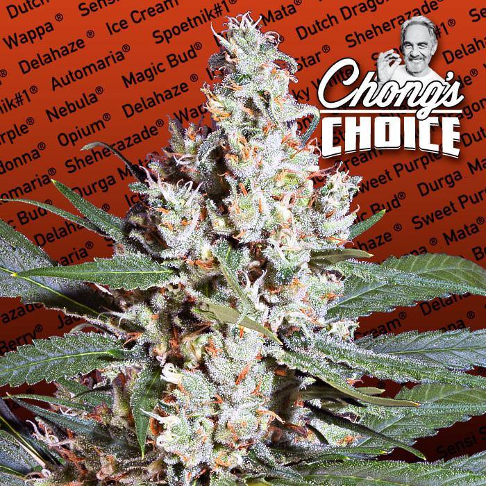 Aeroponica, Brands_Paradise Seeds, Coltivazione, FEMMINIZZATI, Idroponica, Indoor, LA Amnesia, Outdoor, Semi, Semi da collezione, THC, Tipo_Femminizzati - doisgrowshop.it