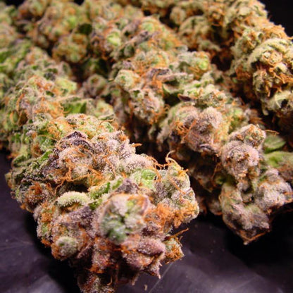 Aeroponica, Brands_Paradise Seeds, Coltivazione, Durga Mata, FEMMINIZZATI, Idroponica, Indoor, Outdoor, Semi, Semi da collezione, THC, Tipo_Femminizzati - doisgrowshop.it