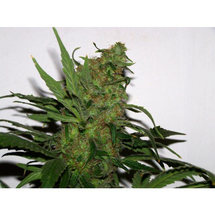Aeroponica, Brands_Paradise Seeds, Coltivazione, Durga Mata, FEMMINIZZATI, Idroponica, Indoor, Outdoor, Semi, Semi da collezione, THC, Tipo_Femminizzati - doisgrowshop.it