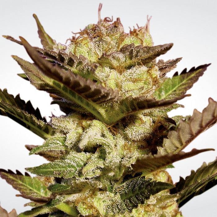 Aeroponica, Brands_Paradise Seeds, Coltivazione, Durga Mata, FEMMINIZZATI, Idroponica, Indoor, Outdoor, Semi, Semi da collezione, THC, Tipo_Femminizzati - doisgrowshop.it