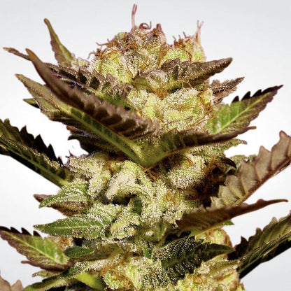 Aeroponica, Brands_Paradise Seeds, Coltivazione, Durga Mata, FEMMINIZZATI, Idroponica, Indoor, Outdoor, Semi, Semi da collezione, THC, Tipo_Femminizzati - doisgrowshop.it